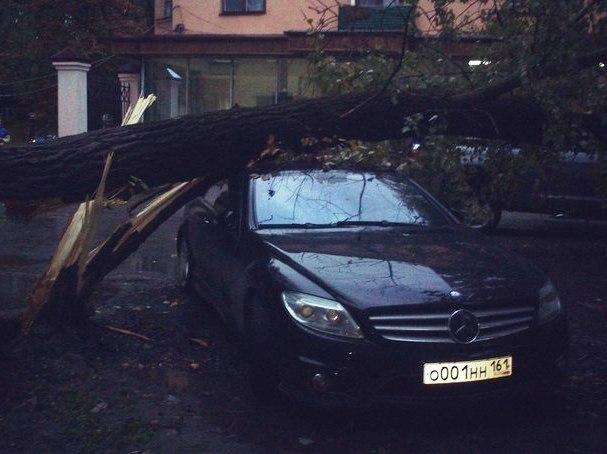 Упавшее старое дерево в Таганроге разбило три автомобиля