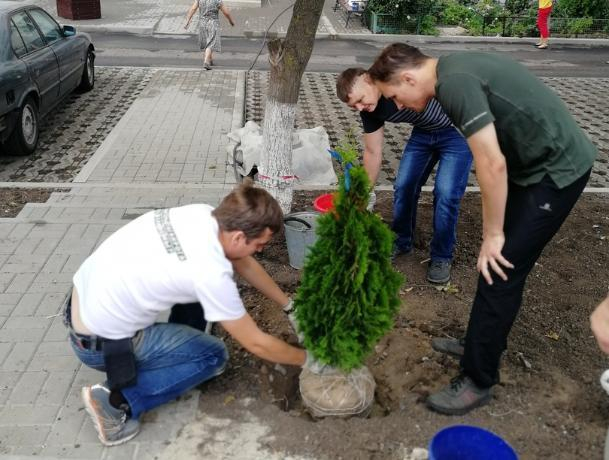 Волонтеры высадили туи возле детской площадки в Таганроге