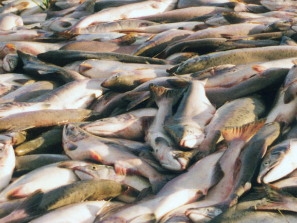 В Таганроге задержали браконьеров, которые выловили 1,5 тонн рыбы и пытались сбежать