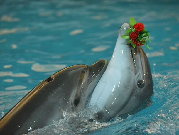 Таганрожец Данила Маркин выступил с требованием   закрыть все дельфинарии в России