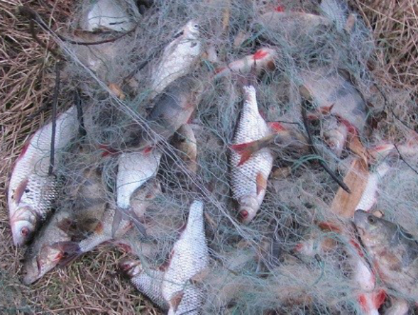 Браконьеры выловили почти две тонны  рыбы под Таганрогом