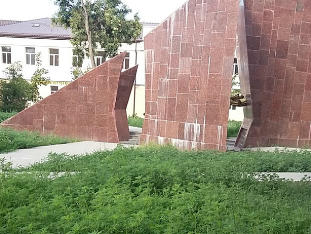 Амброзия  покоряет Таганрог, ее букеты даже у памятника павшим в войне