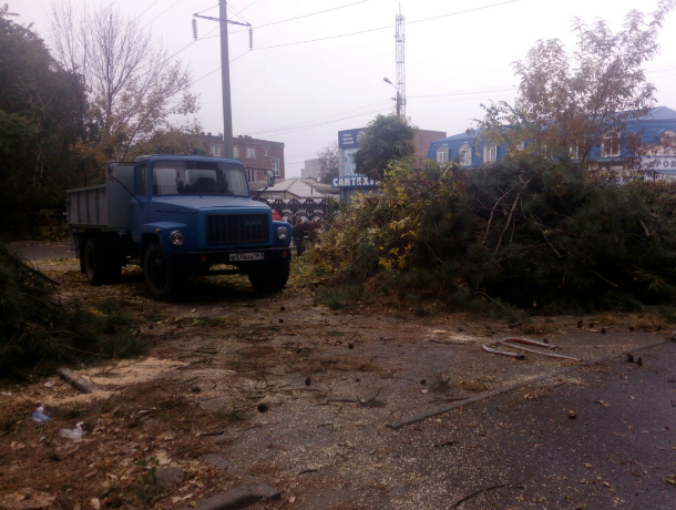 В Таганроге варвары срубили деревья у «Магнита»