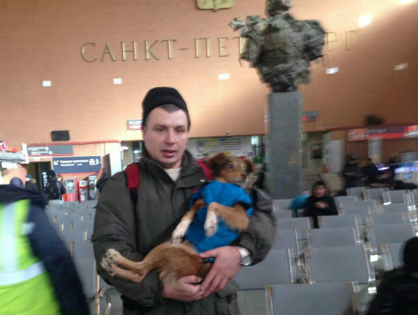 Песик Каштанчик,  на операцию которого жертвовали деньги читатели  Блокнота, из Таганрога прибыл в Санкт-Петербург