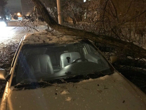 Старое, обледеневшее дерево сломалось и упало  на машину в Таганроге