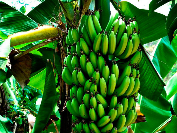 В Таганроге можно будет вырастить бананы и кокосы через 30 лет