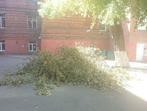 Горожанин возмутился, почему на территории школы в Таганроге валяются ветки