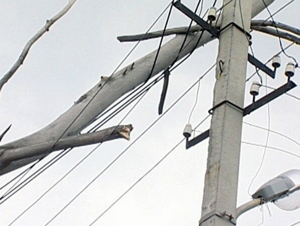 Штормовой ветер обрушил огромное дерево на линию электропередач в Таганроге