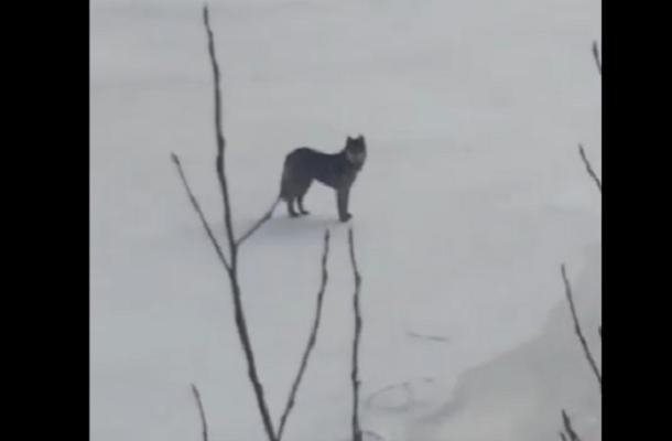 Пса, бегущего краем моря, жители Таганрога приняли за волка