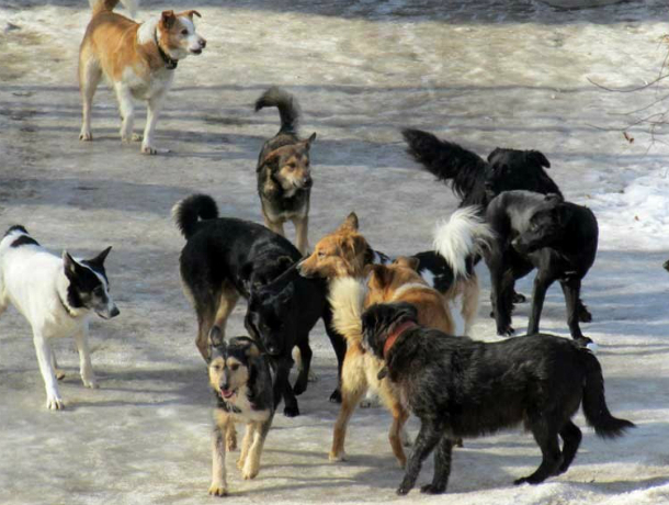 «Бася» будет отлавливать собак в Таганроге