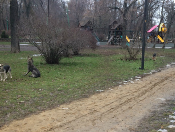 В парке им Горького в Таганроге бродячие собаки кинулись на ребенка