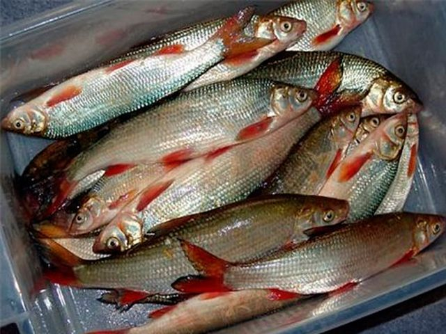 Жителей Таганрога просят сообщать о торговле краснокнижными видами рыб