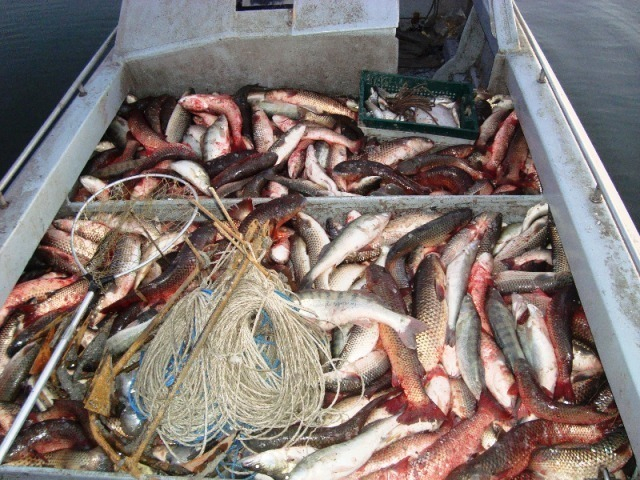 В Ростове уничтожили 143 килограмма рыбы из Таганрога