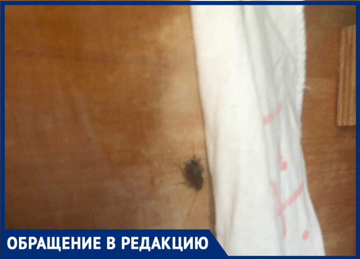 В таганрогском детском саду каждое утро начинается со встречи с тараканами