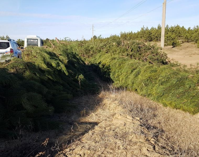В Ростовской области усилят охрану елок и сосен