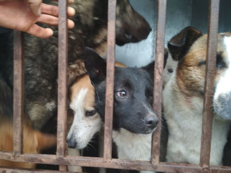 16 бродячих собак отловили с начала года в Таганроге