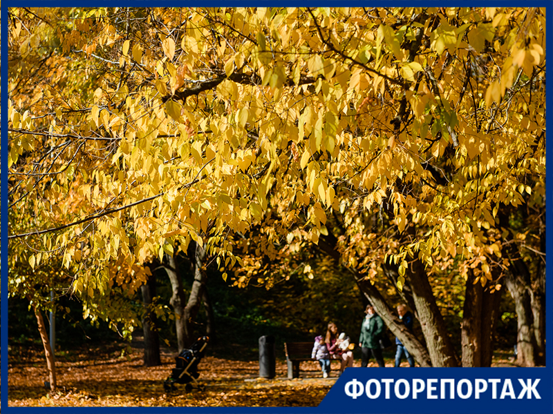 Жёлтый, зелёный, золотой... 50 оттенков осени в Таганроге
