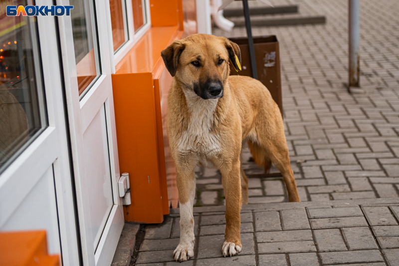Администрация Таганрога заплатит 100 тысяч рублей семье ребёнка, которого покусала бездомная собака