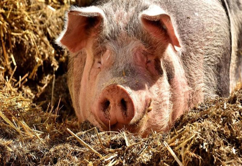 Африканская чума свиней - таганрожцев призывают покупать мясо в местах санкционированной торговли