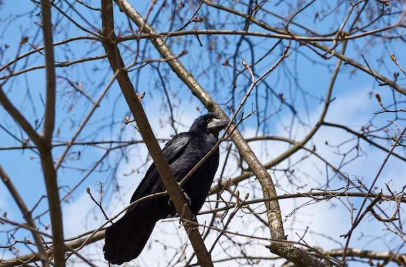 В Таганроге массово гибнут птицы