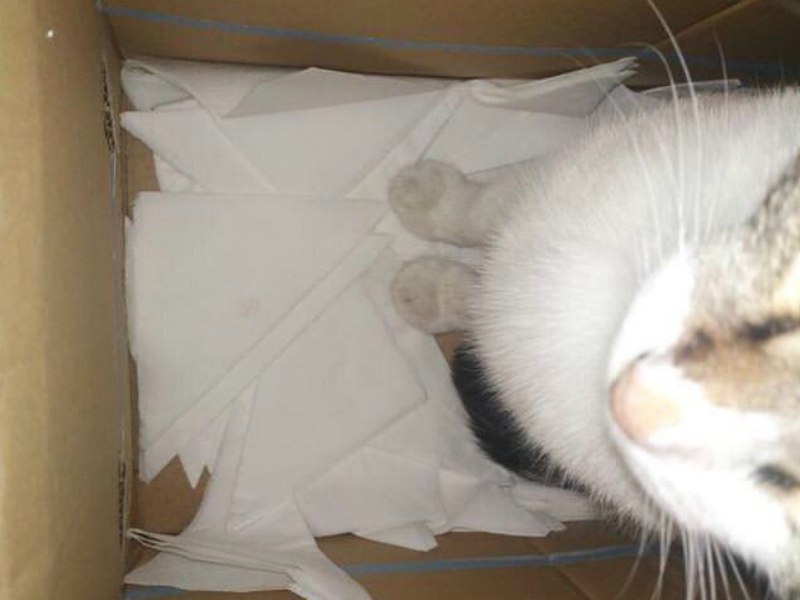 Салфетками из-под кота обслуживают клиентов в «Добром Эле»