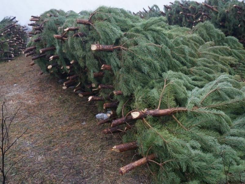 В Таганроге стартовал сезон продаж главных новогодних деревьев