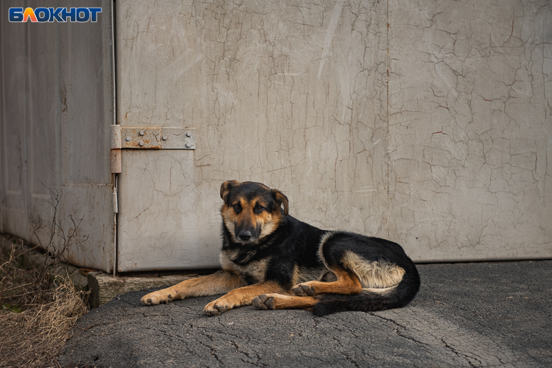Бездомные собаки: проблема, которая требует общественного внимания