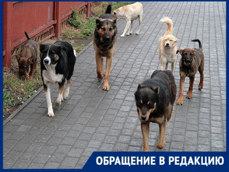 Бродячие псы: своры собак нападают на людей на улицах города