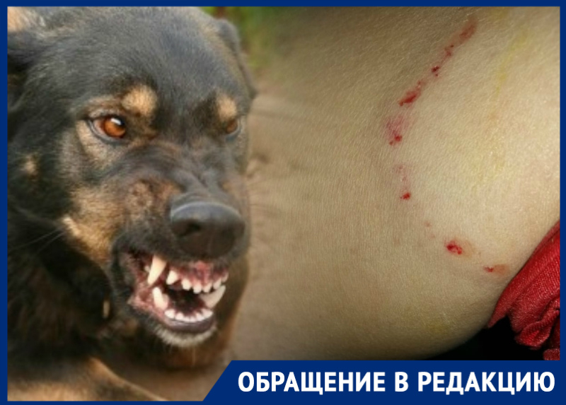 «Страшная ситуация»: в Таганроге на женщину напали бродячие собаки