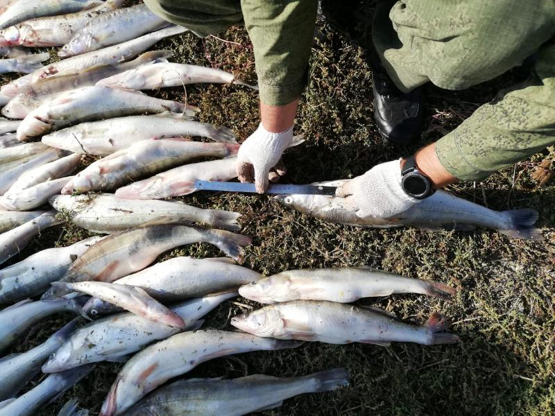 «Золотая рыбка»: под Таганрогом задержали браконьеров, в сетях которых был рыбец