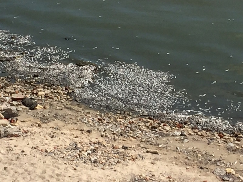 У рыб в Таганрогском заливе обнаружились глисты