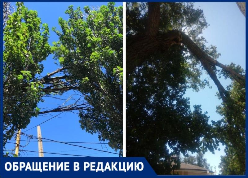 В разных частях города таганрожцы жалуются на деревья, которые мешают электричеству