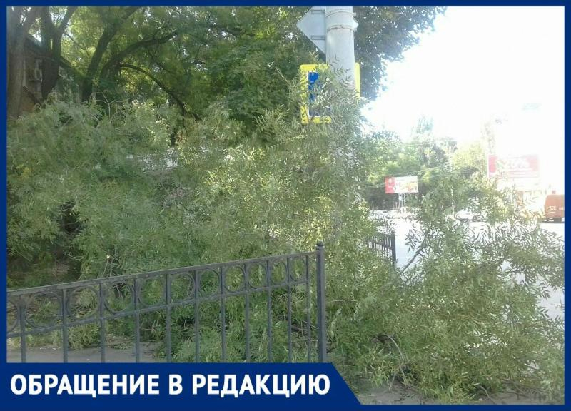 В Таганроге участились случаи «летающих» деревьев