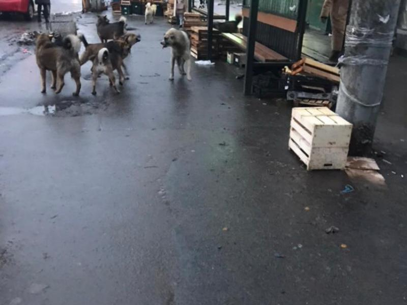 «Собака бывает кусачей»: в Таганроге вновь участились случаи нападения бродячих собак