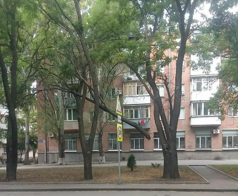 «Магия вне Хогвартса»: «парящая» ветка в воздухе на одной из улиц Таганрога
