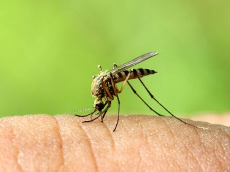 В Ростовской области зафиксирован первый случай заражения тропической малярией