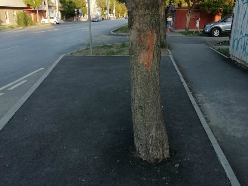 Дорожные рабочие замуровали дерево в Таганроге