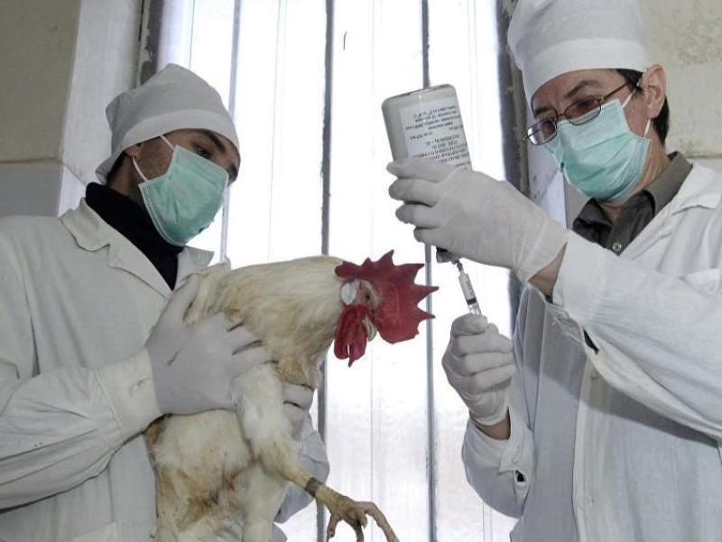 Новым видом птичьего гриппа заболели работники птицефабрики