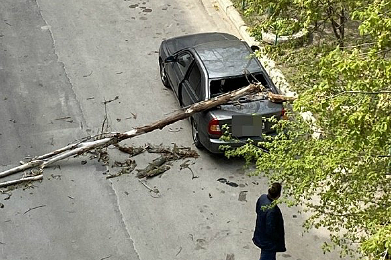В Таганроге из-за шквалистого ветра на иномарку упало дерево
