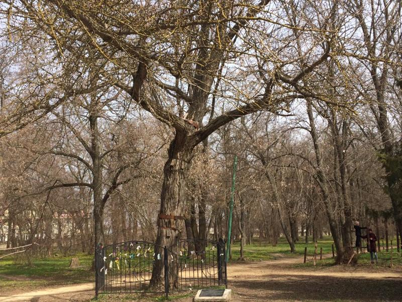 Ботаническому памятнику природы в Таганроге уже 194 года