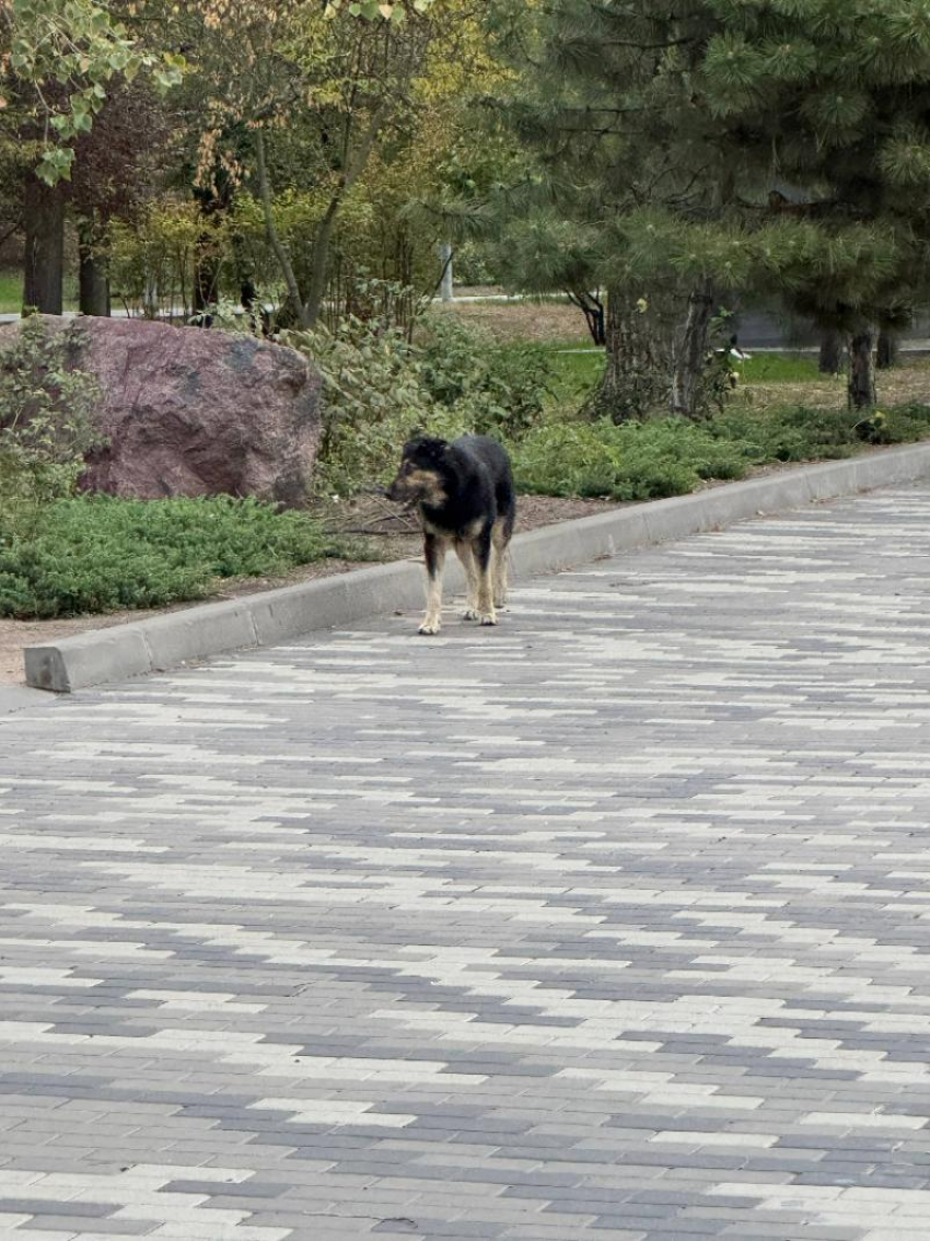 Нашествие собак: агрессивные животные захватывают Таганрог