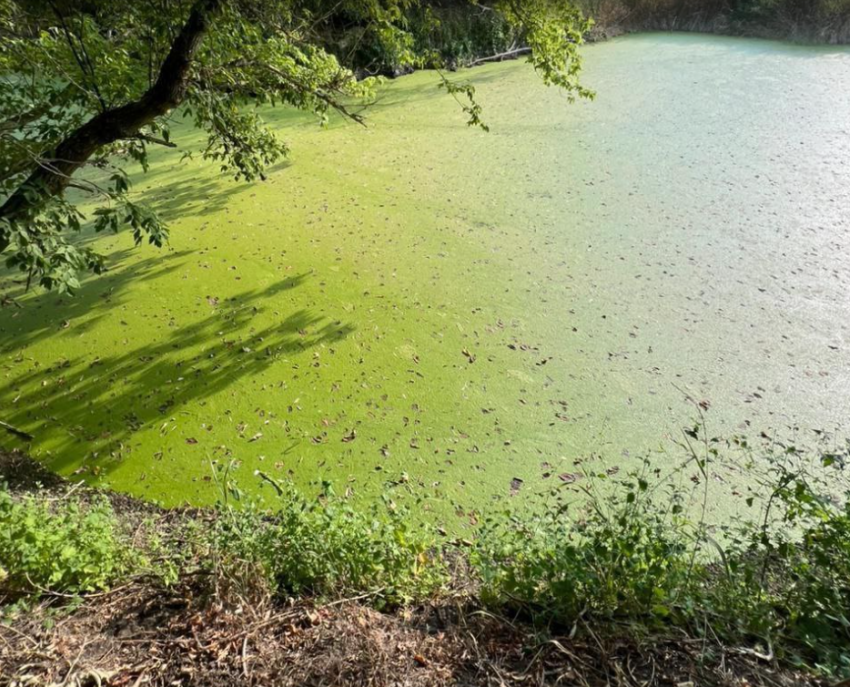 Экокатастрофа под Таганрогом: река становится болотом - ярко-зелёная жижа