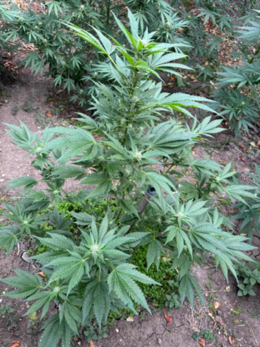 Таганрожец планировал употреблять отраву сам