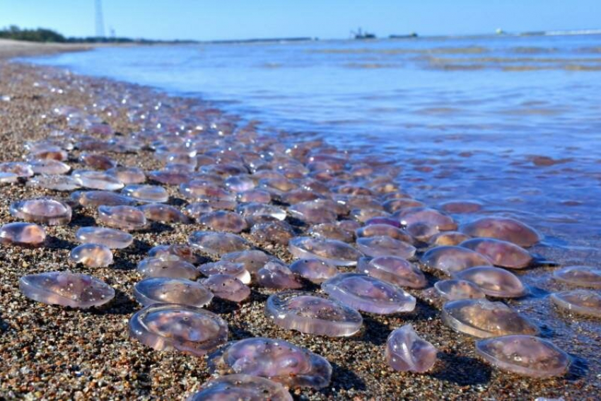 Из-за осолонения  рыба покидает Азовское море