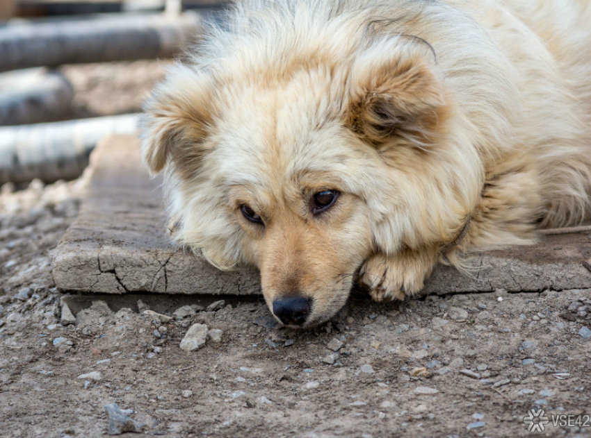 Как в Таганроге занимаются отловом бездомных собак