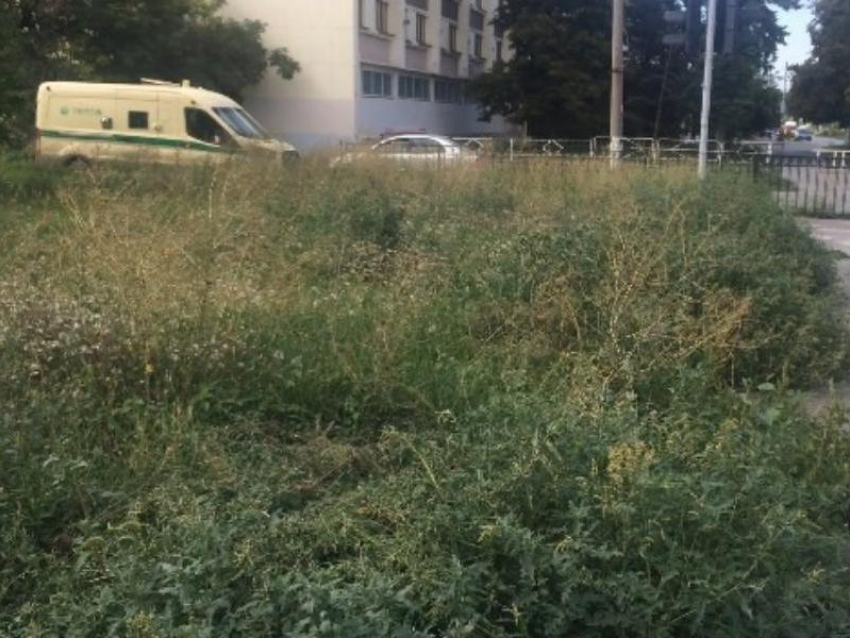 Центральная гостиница Таганрога соседствует с зарослями травы