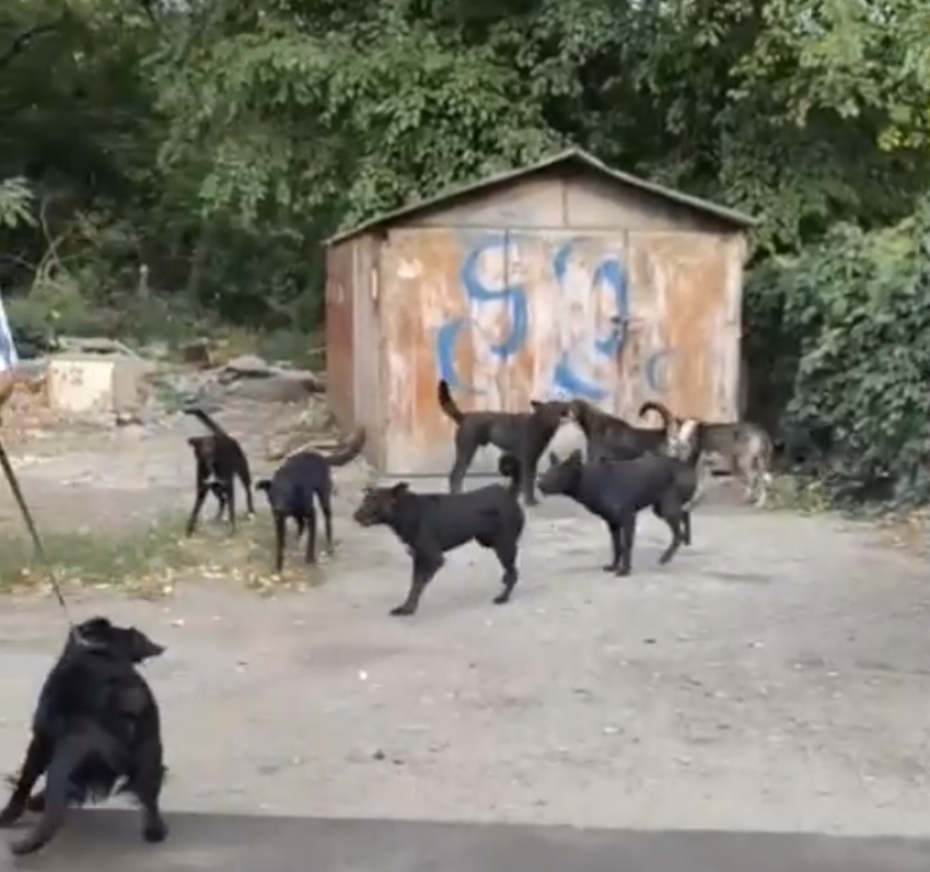 Свора агрессивных псов держит в страхе микрорайон Таганрога
