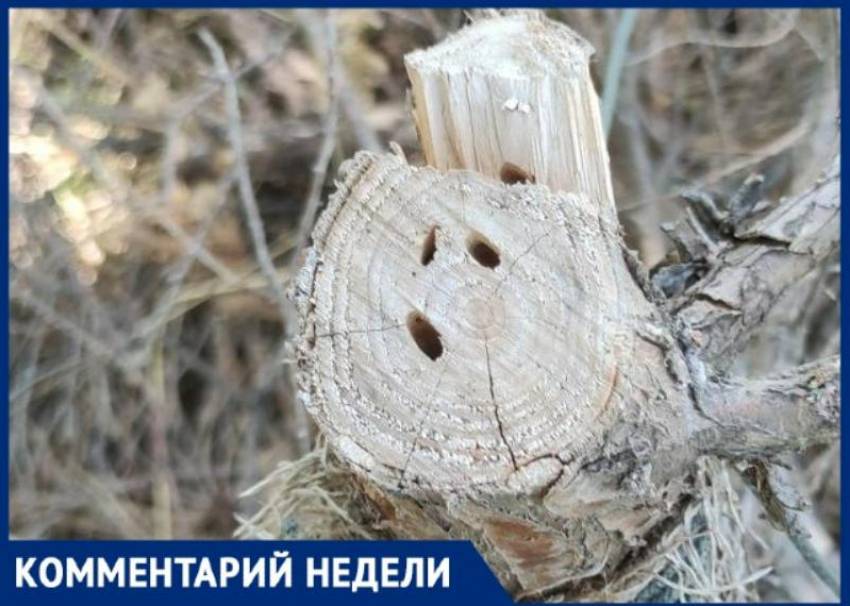 Глава администрации Таганрога прокомментировала гибель деревьев на Пушкинской набережной