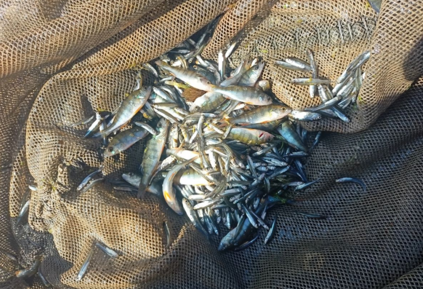 Рыбоводы оценили состояние молоди судака и тарани: восстановят ли их популяции в Таганрогском заливе?  