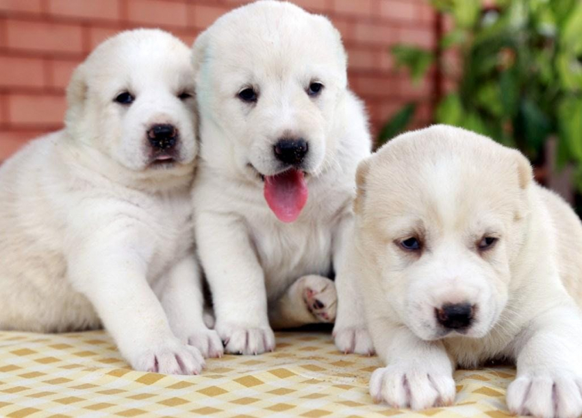 Породы собак с фото и названием на Doge.ru